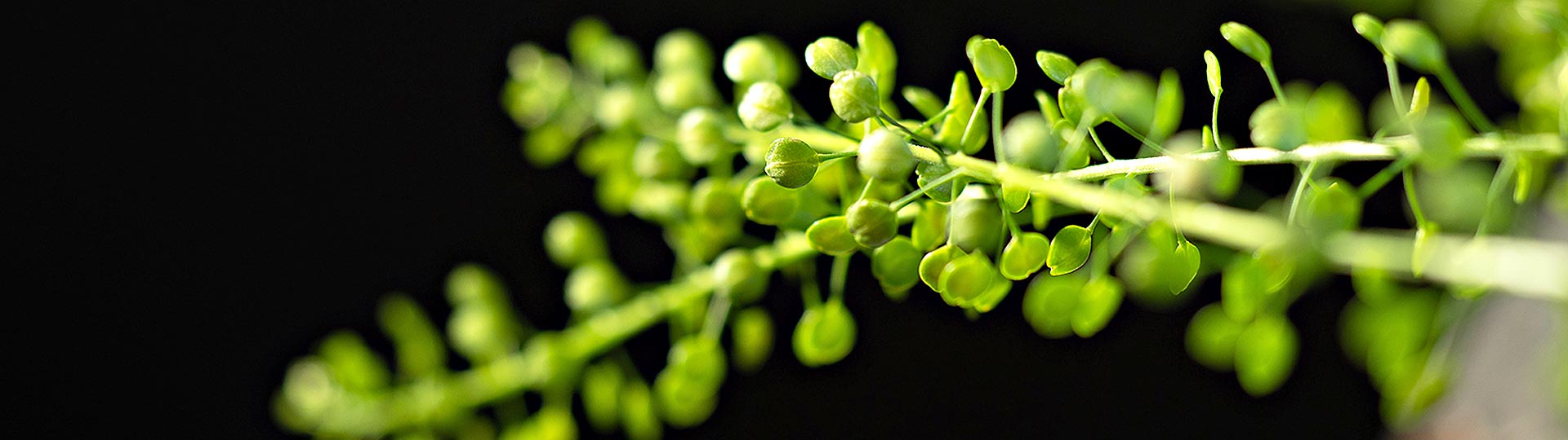 Anja Ersing - Individuelle Blumen Dekorationen, Ludwigsburg