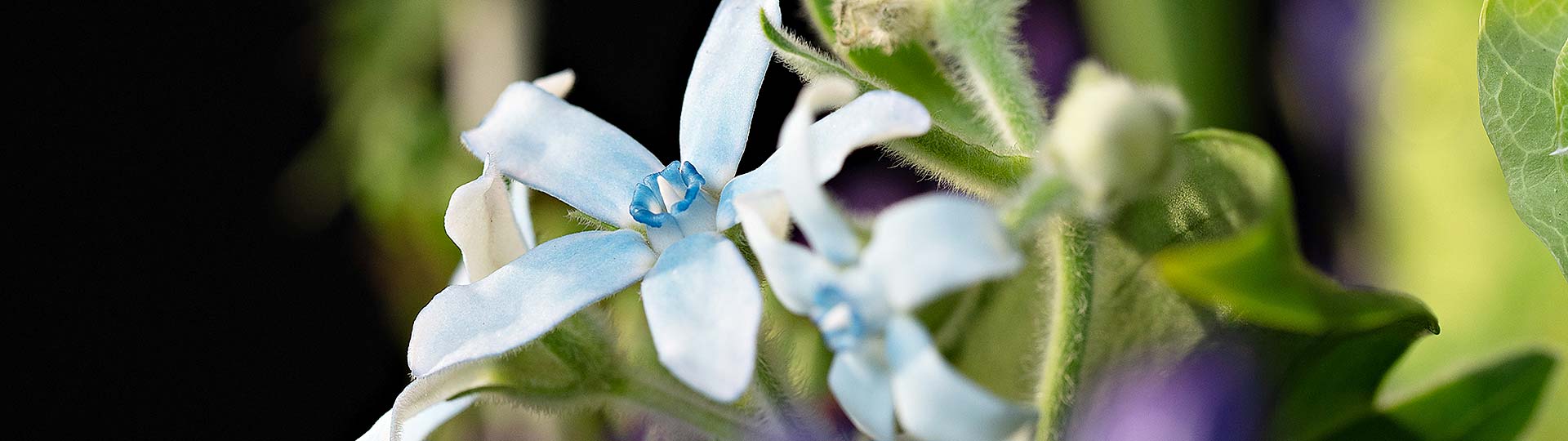Anja Ersing - Individuelle Blumen Dekorationen, Ludwigsburg
